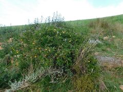 Solanum linnaeanum, photograph author not stated, no rights reserved