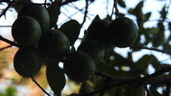 Citrus × aurantiifolia