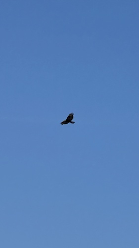 Common Buzzard