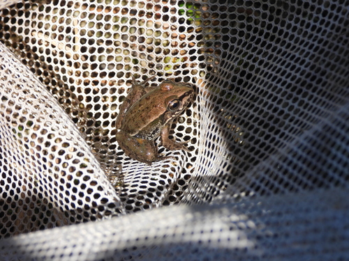 Black-spotted Frog