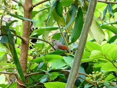 Sinosuthora alphonsiana