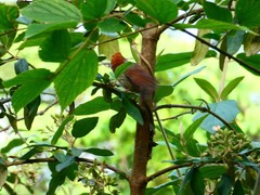 Sinosuthora alphonsiana