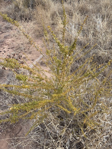 Pittosporum spinescens, photograph 4