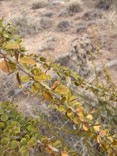 Pittosporum spinescens, photograph 5