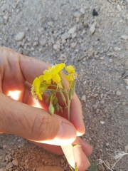 Chylismia claviformis lancifolia