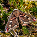 Small Emperor Moth - Photo (c) avaitere, some rights reserved (CC BY-NC), uploaded by avaitere