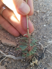 Chylismia claviformis lancifolia