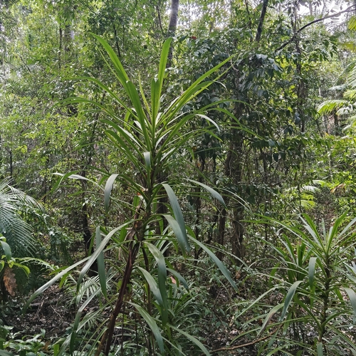 Cordyline stricta