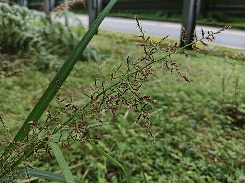 Carex filicina observed 2026-08-19
