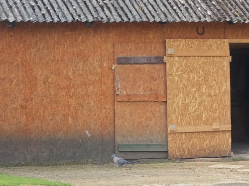 Common Wood-Pigeon