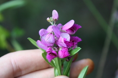 Polygala virgata, photograph (c) O.Neate, some rights reserved (CC BY-SA)