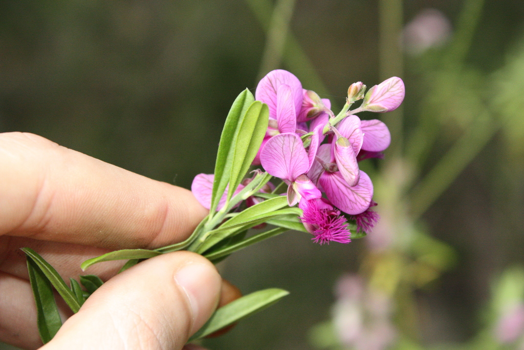 Polygala virgata; photograph (c) O.Neate, some rights reserved (CC BY-SA)