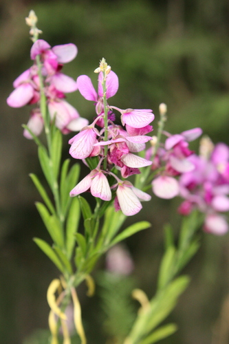 Polygala virgata, photograph 4