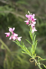 (c) O.Neate, some rights reserved (CC BY-SA) Polygala virgata, photograph (c) O.Neate, some rights reserved (CC BY-SA)