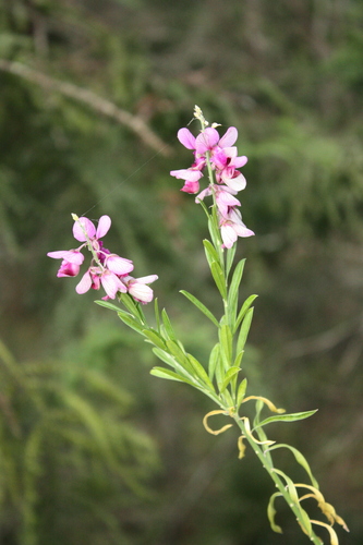 Polygala virgata, photograph 3