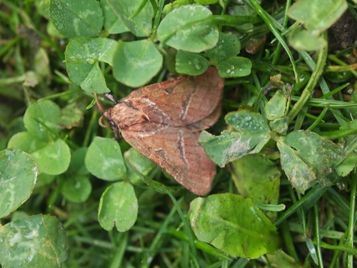 Orange Swift