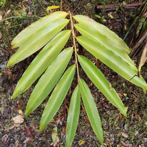 Alpinia caerulea, photograph 6