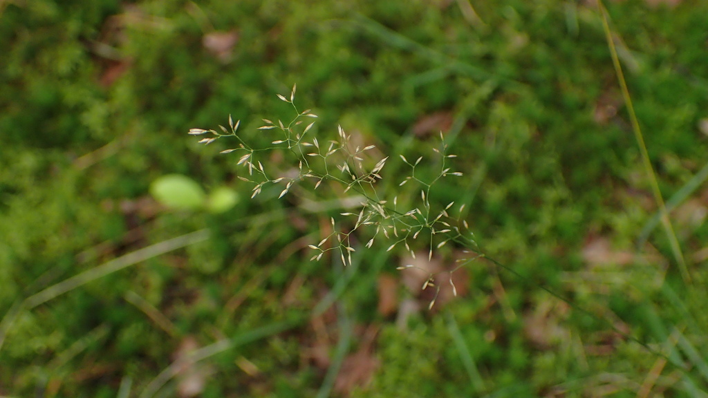 Agrostis capillaris; photograph (c) Marcin Dyderski, some rights reserved (CC BY)