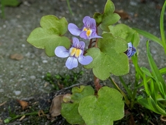 Cymbalaria muralis