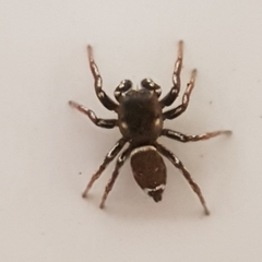 Heliophanus tribulosus