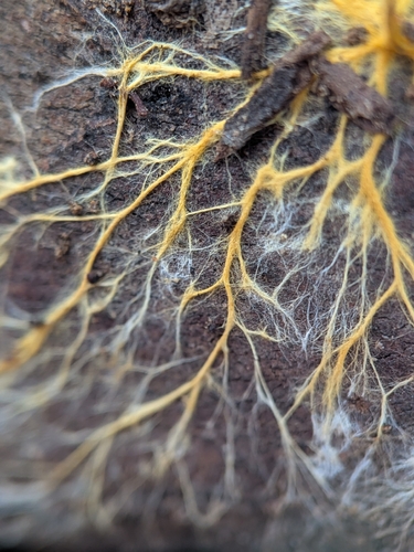 Rhizochaete filamentosa, 2026-08-19