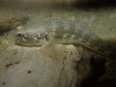 Tridentiger nudicervicus