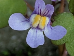 Cymbalaria muralis