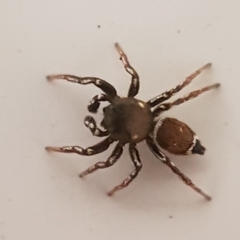 Heliophanus tribulosus