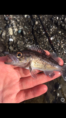 Sebastes melanops