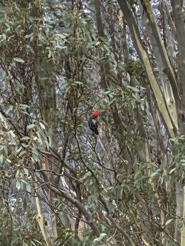 Gang-gang Cockatoo