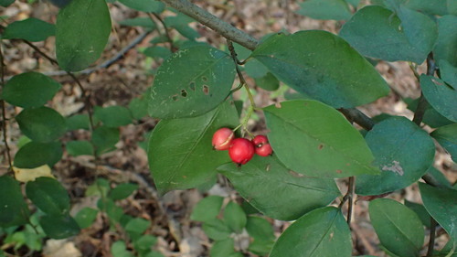 Cotoneaster multiflorus