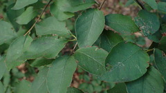 Cotoneaster multiflorus, photograph (c) Marcin Dyderski, some rights reserved (CC BY)