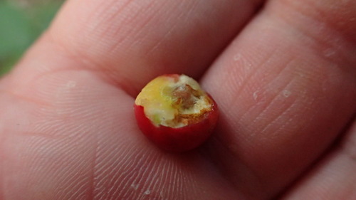 Cotoneaster multiflorus, photograph 1