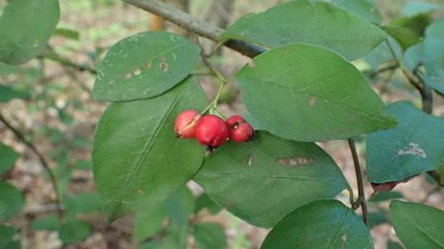 Cotoneaster multiflorus, photograph 3