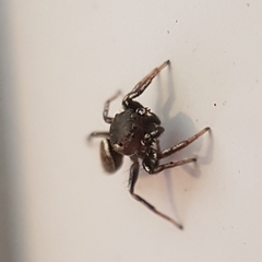 Heliophanus tribulosus