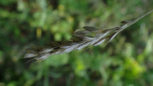Bromus hordeaceus, photograph 6