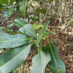 Acronychia imperforata
