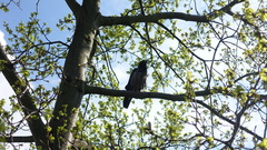 Corvus cornix