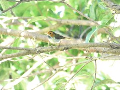 Abroscopus albogularis