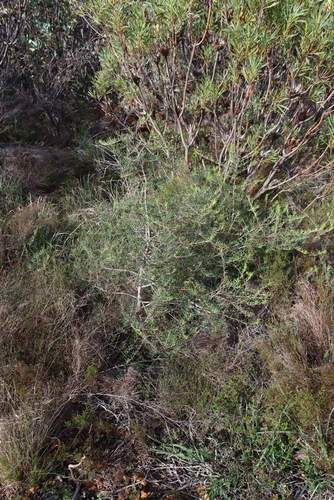Searsia rosmarinifolia, photograph 5