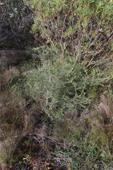 Searsia rosmarinifolia, photograph (c) Tony Rebelo, some rights reserved (CC BY-SA)