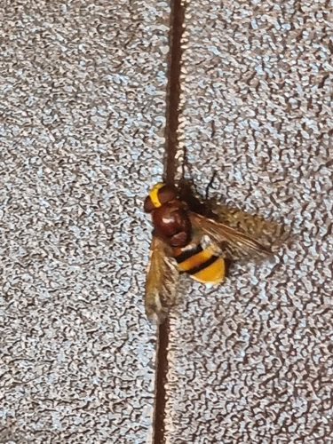 Hornet Mimic Hover Fly