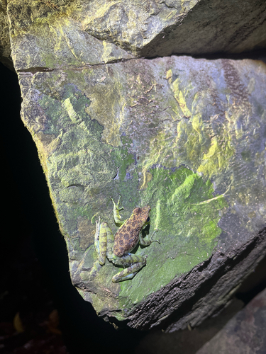 Staurois guttatus