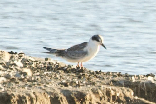 iNaturalist observation photo of Forster's Tern