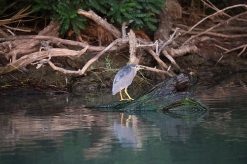 Black-crowned Night Heron