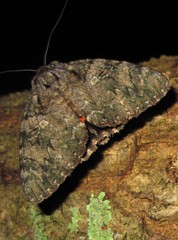 Catocala umbrosa