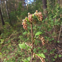 Ribes atropurpureum