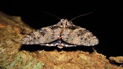 Catocala umbrosa