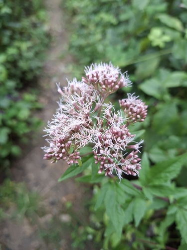 hemp agrimony