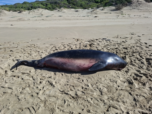 Kogia breviceps observed 2026-08-17